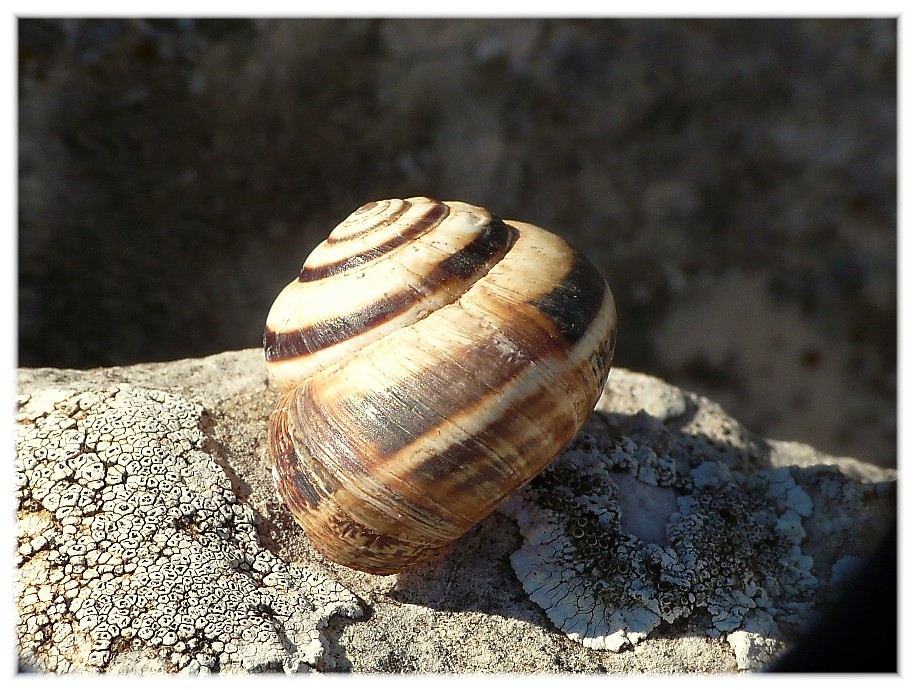 cernuella virgata....??????